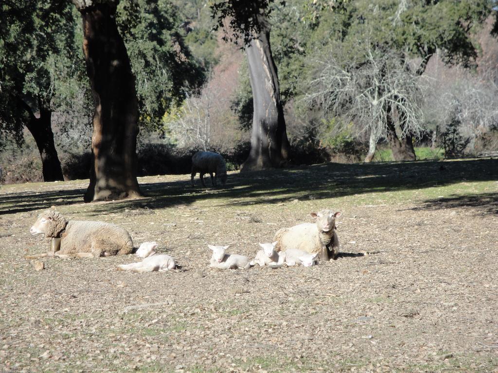 Casa Rural Sierra San Mamede La Codosera Eksteriør billede