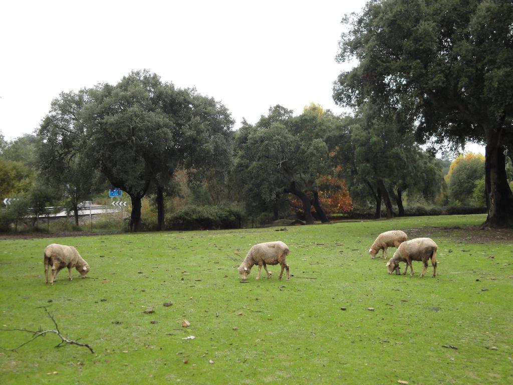 Casa Rural Sierra San Mamede La Codosera Eksteriør billede